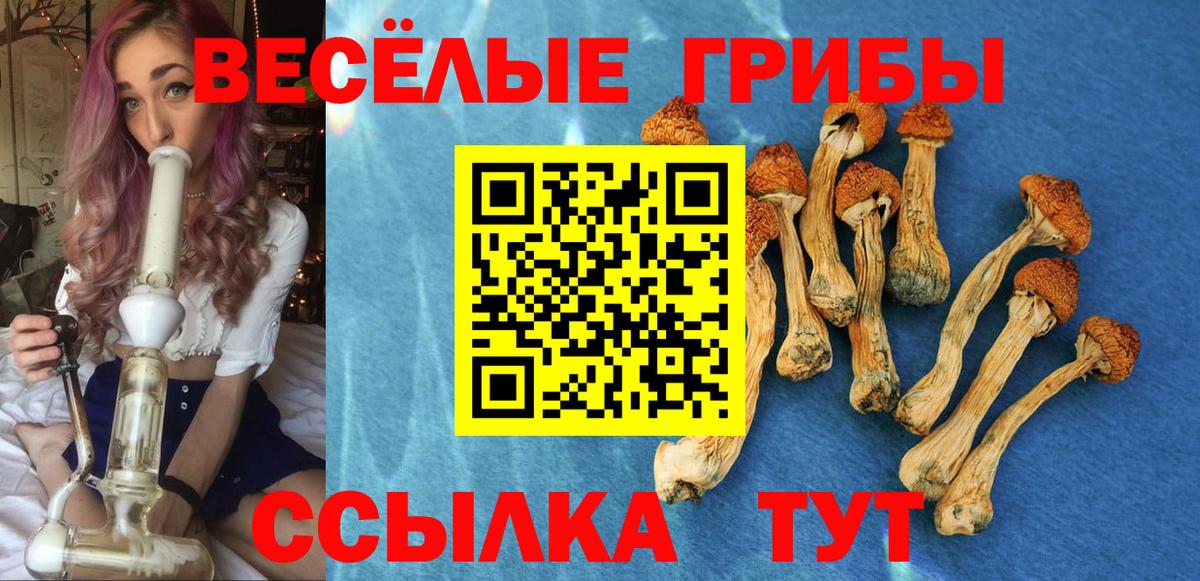 Галлюциногенные грибы Psilocybine cubensis Назарово